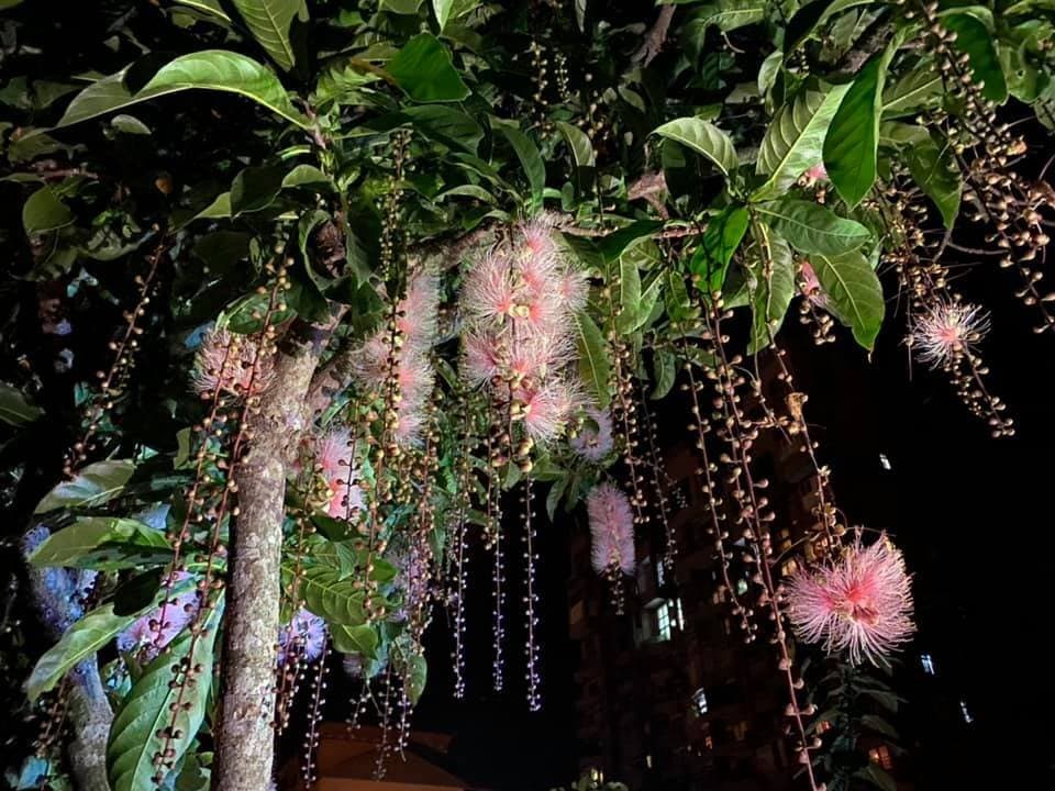 衿日林民宿 × 五十二甲溼地穗花棋盤腳|3分鐘抵達的夜間秘境